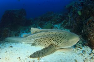 zebra shark asexual reproduction zebra shark asexual reproduction
