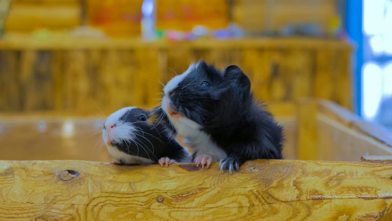 Why it’s illegal to own only one guinea pig in Switzerland - Pet