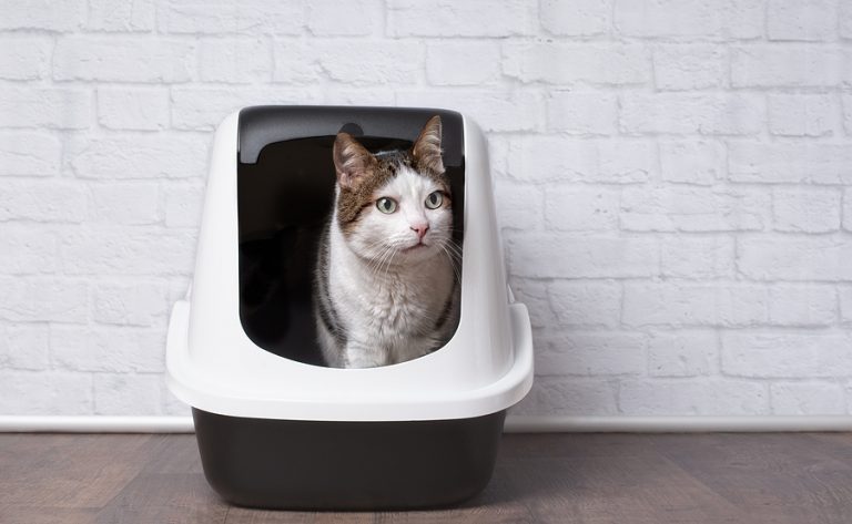 Cute Tabby Cat Sitting In A Litter Box And Looking Sideways. Pet