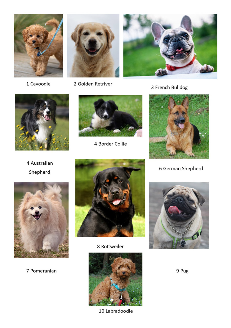 petz 5 how to change pets name petz 5 how to change pets name